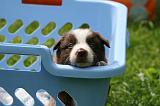 BORDER COLLIE 1318